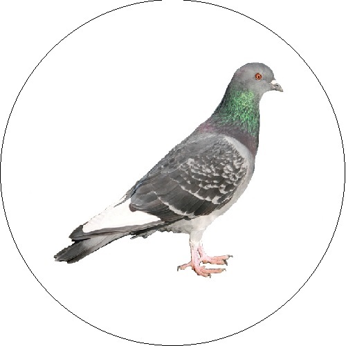 Balandis (Columba livia)