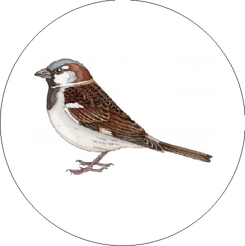 Žvirblis (Passer domesticus)