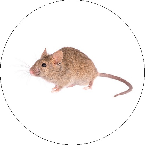 Naminė pelė (Mus musculus)