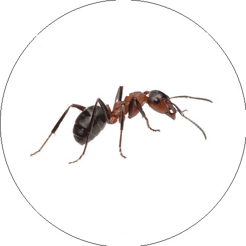 Argentinos skruzdėlė (Linepithema humile)
