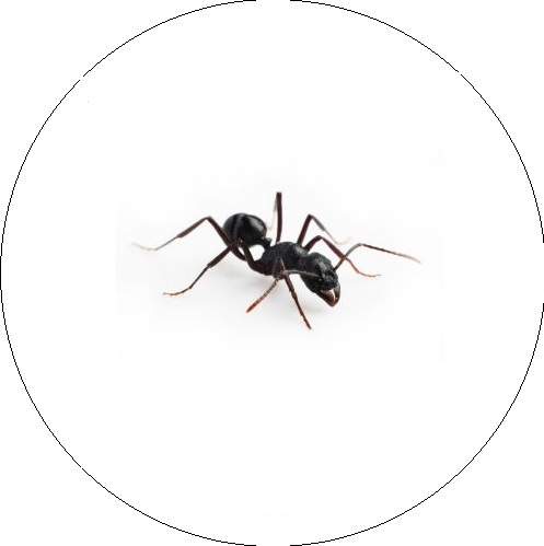 Juodoji arba sodinė skruzdėlė (Lasius niger)