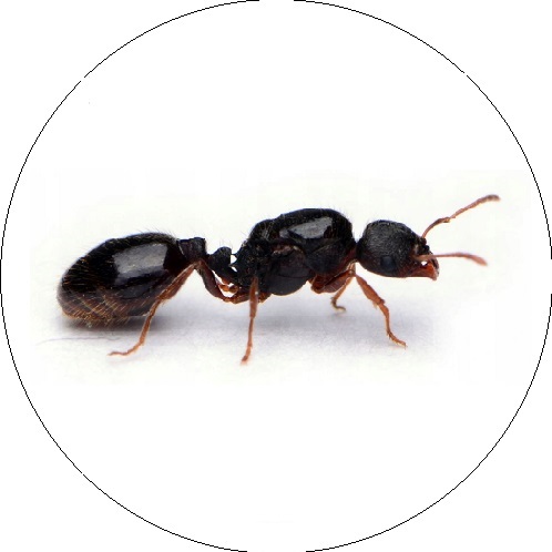 Pievinė skruzdėlė (Tetramorium caespitum )
