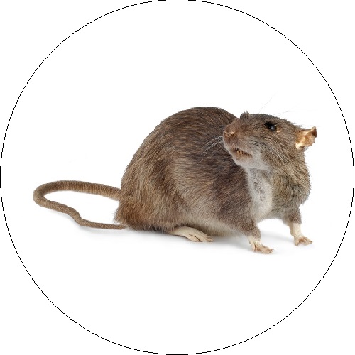 Pilkoji žiurkė ( Rattus norvegicus )