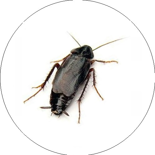 Juodasis tarakonas (Blatta orientalis)